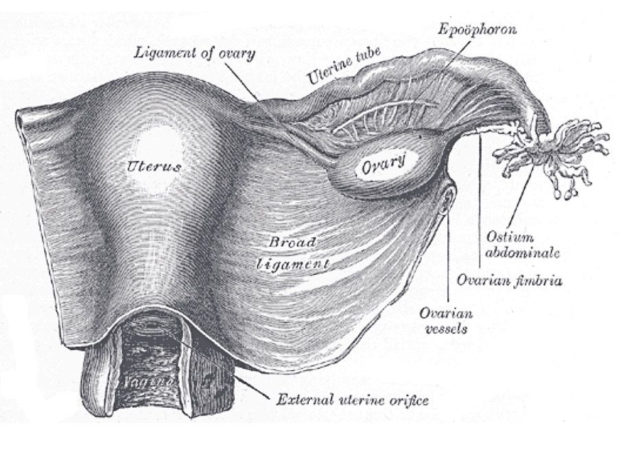 The uterus, uterine tube, ovary and broad ligament seen from behind, a plate from Gray's A, a Wikimedia Commons photograph in the encyclopedia of Candace Cooley